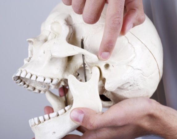 Person holding a model of the skull and pointing to the jaw joint
